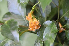 Cestrum aurantiacum